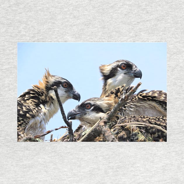 Osprey Family by allthumbs